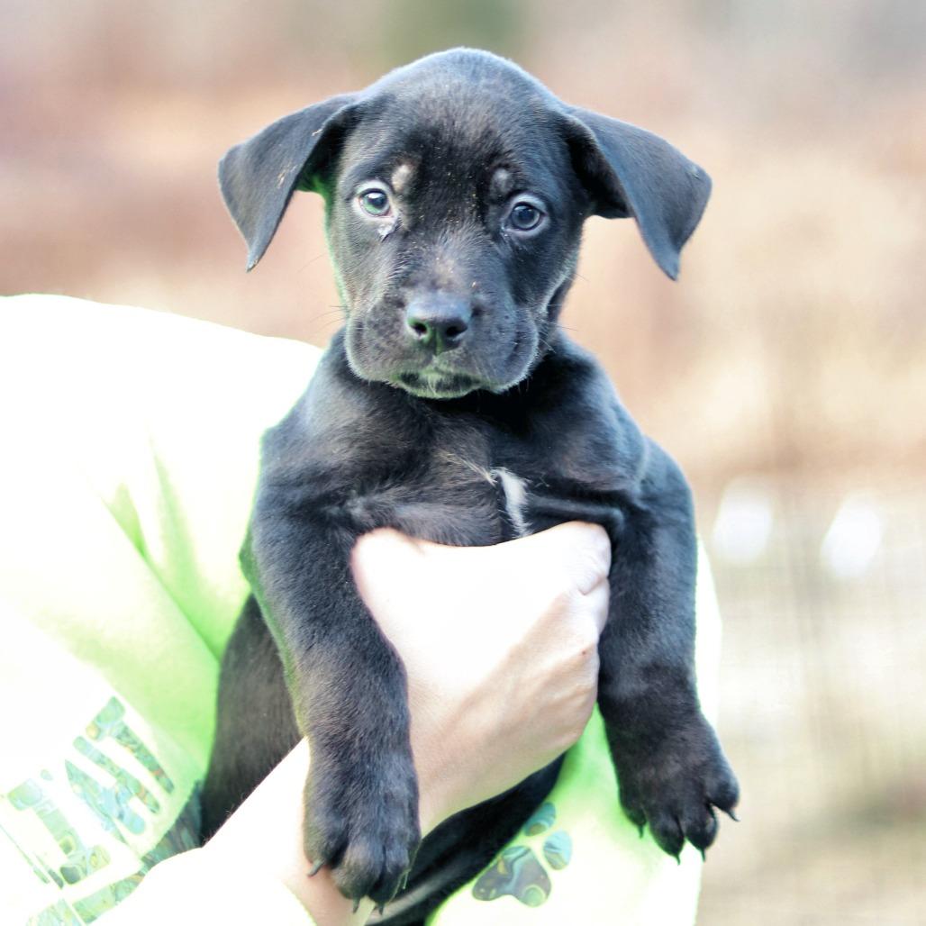 CT Sling Shot, an adopted mixed breed in Stormville, NY image 3/5
