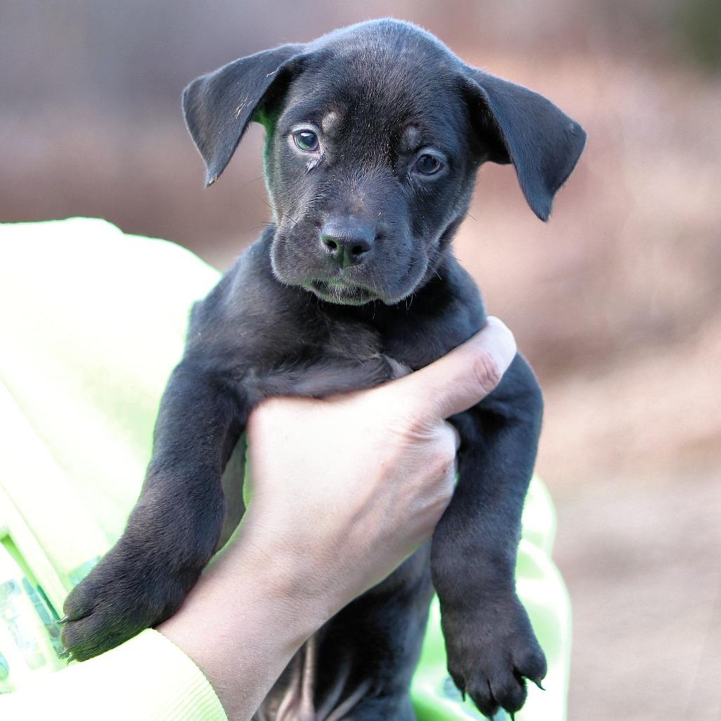 CT Sling Shot, an adopted mixed breed in Stormville, NY image 4/5