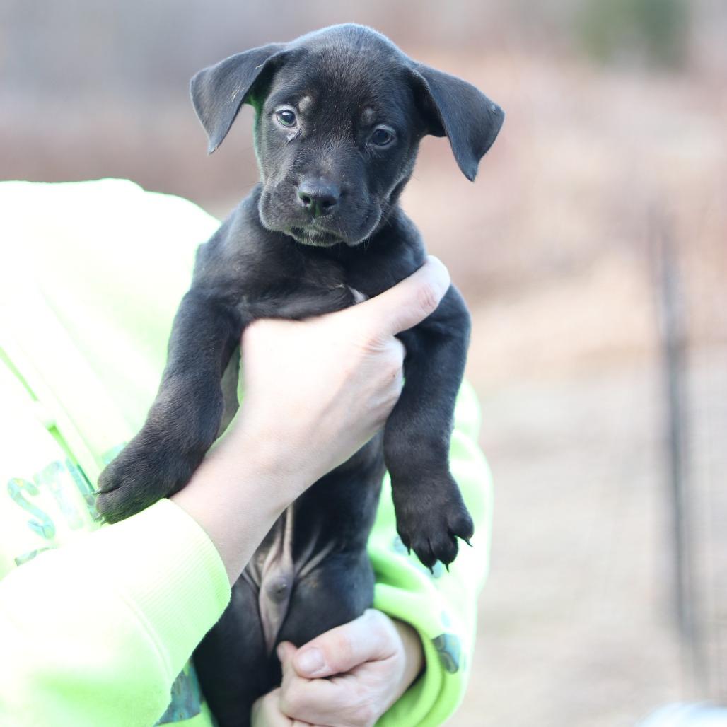 CT Sling Shot, an adopted mixed breed in Stormville, NY image 5/5