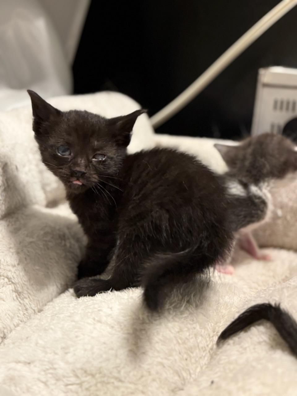 Matilda and Grapejuice, a ADOPTABLE Domestic Short Hair in Gaylordsville, CT image 4/5