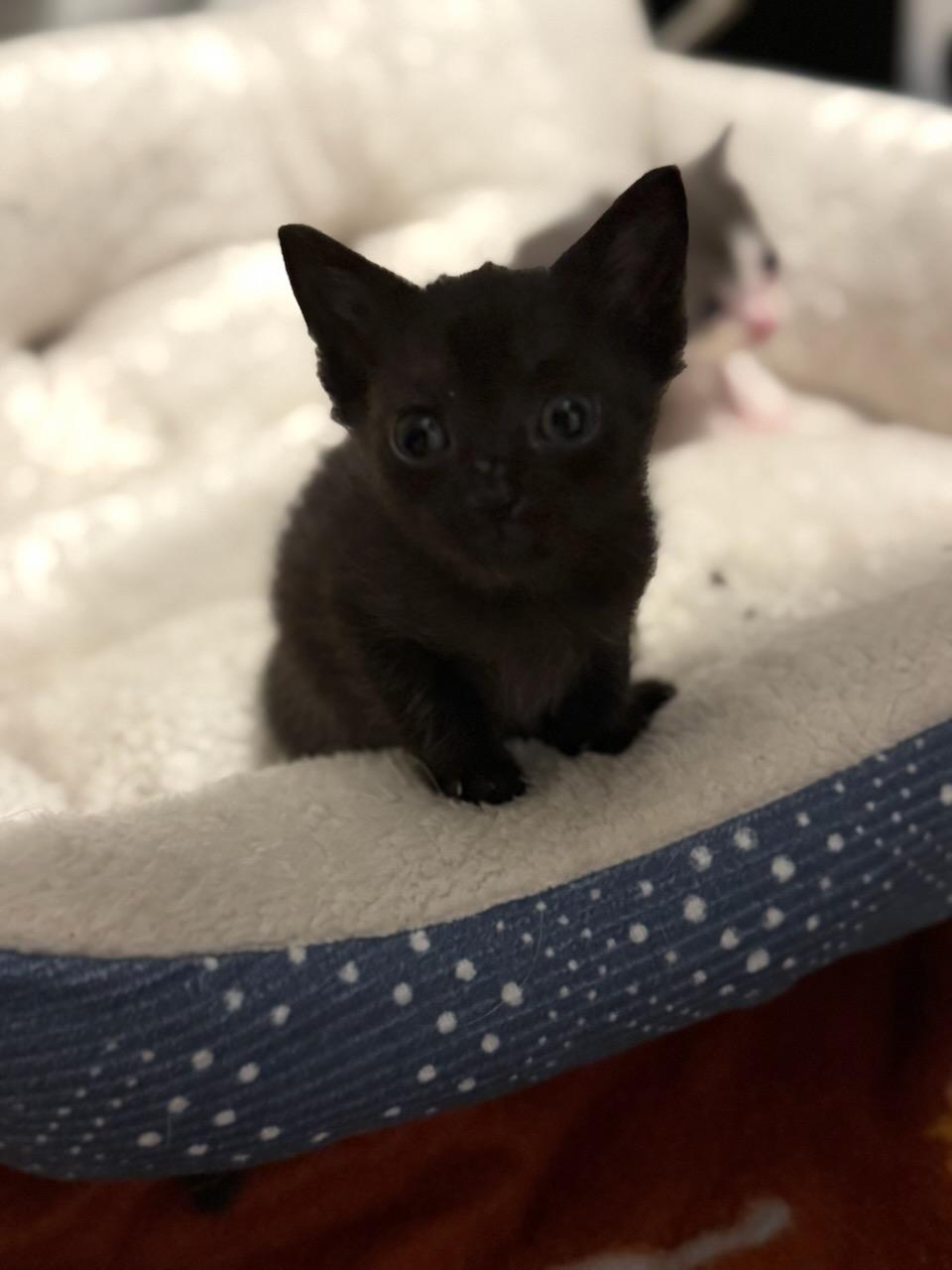 Matilda and Grapejuice, a ADOPTABLE Domestic Short Hair in Gaylordsville, CT image 5/5