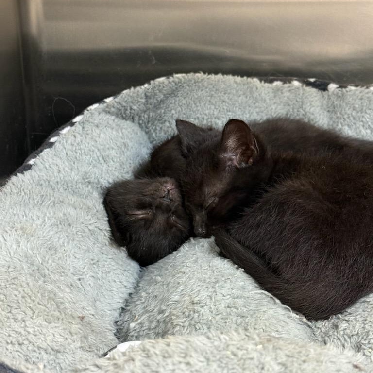 Matilda and Grapejuice, a ADOPTABLE Domestic Short Hair in Gaylordsville, CT image 1/5