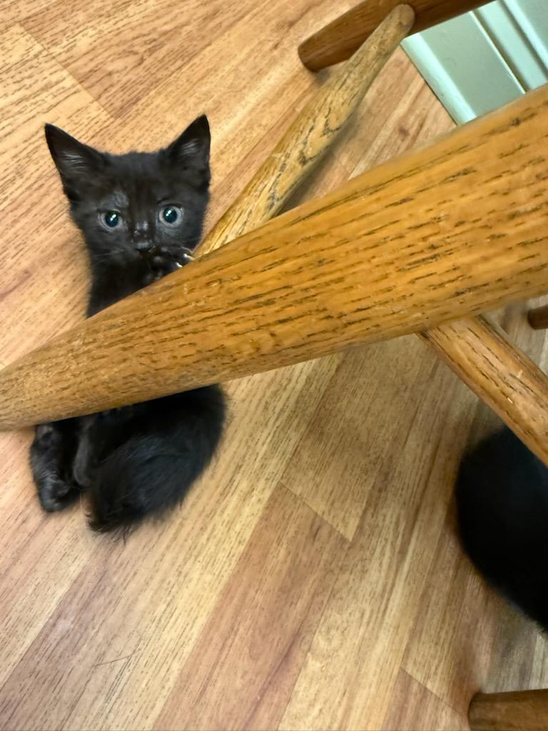 Matilda and Grapejuice, a ADOPTABLE Domestic Short Hair in Gaylordsville, CT image 2/5
