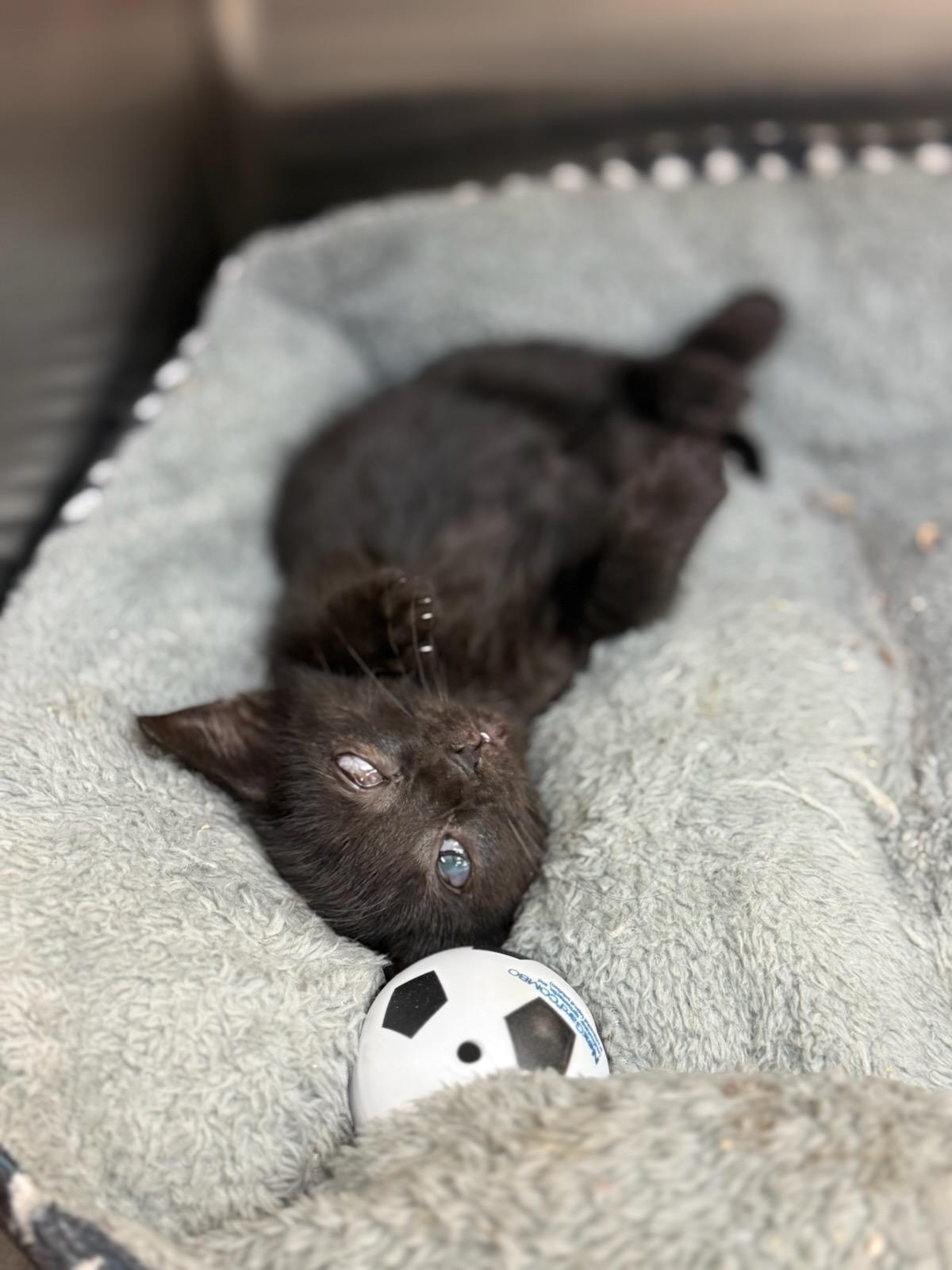 Matilda and Grapejuice, a ADOPTABLE Domestic Short Hair in Gaylordsville, CT image 3/5