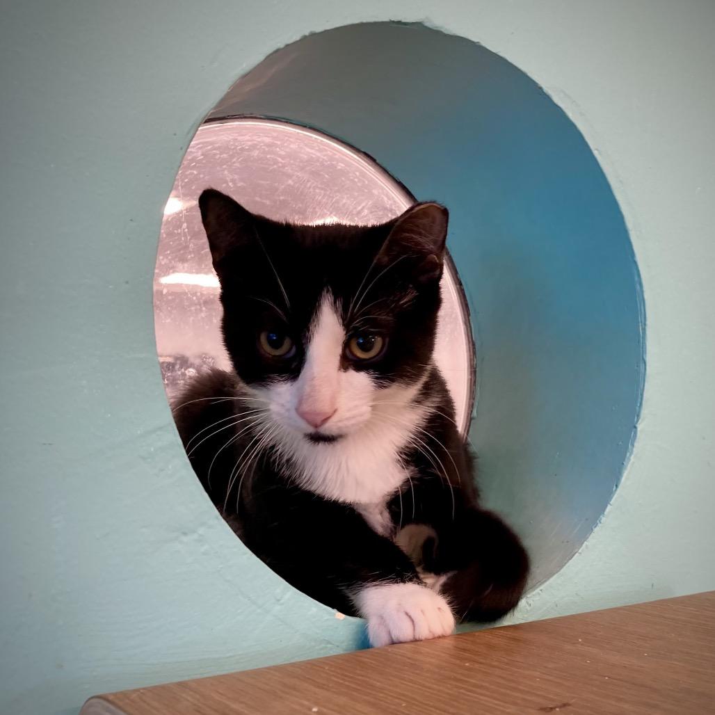 Richie, Adoptable, Young Male Domestic Short Hair.