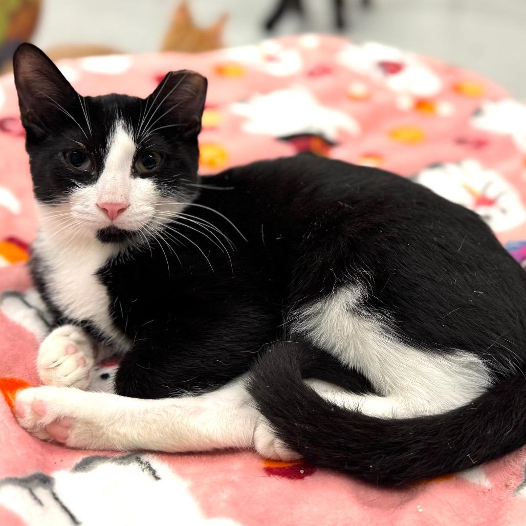 Enlarge Richie, a Adoptable Domestic Short Hair in Wheeling, IL image 2/6