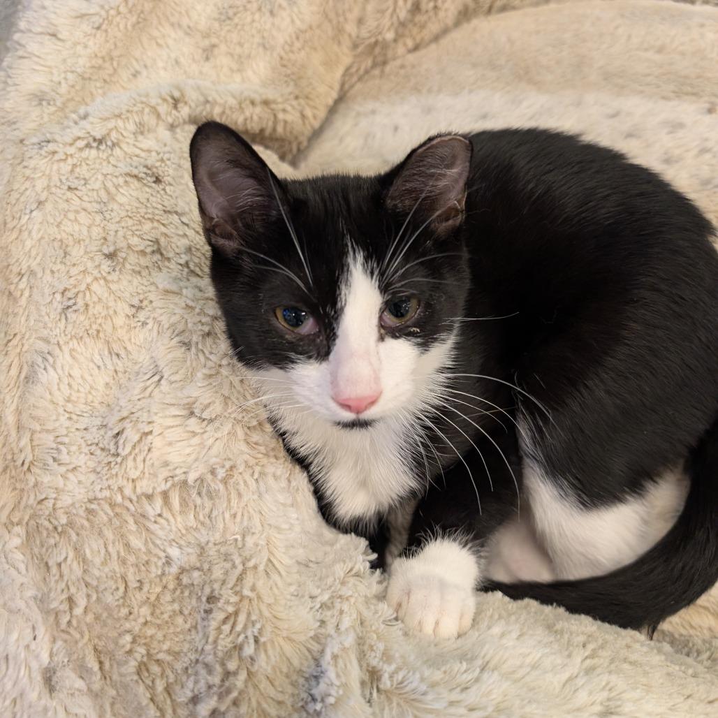 Enlarge Richie, a Adoptable Domestic Short Hair in Wheeling, IL image 3/6