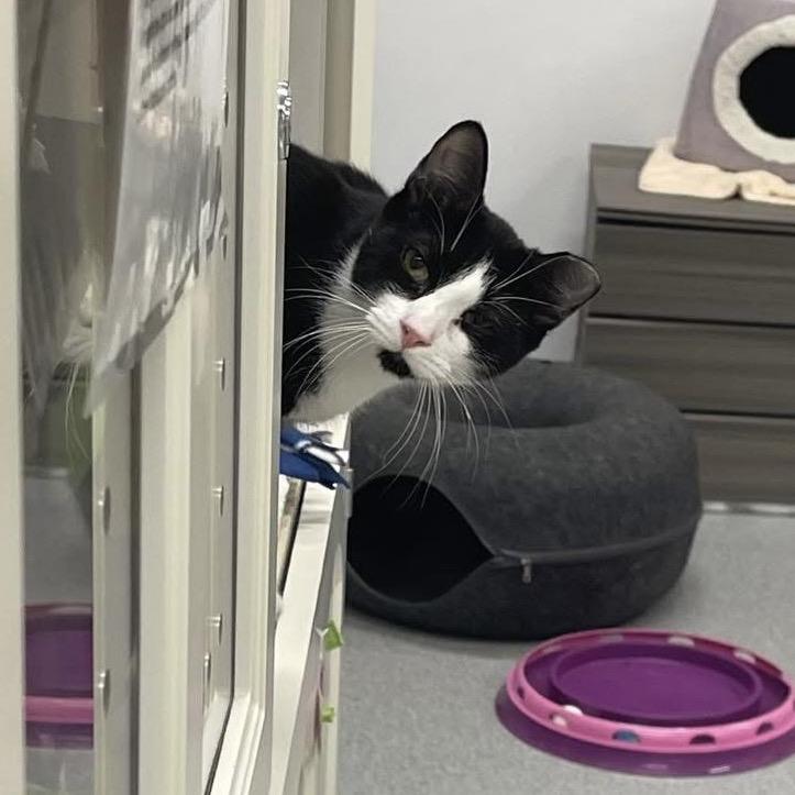 Enlarge Richie, a Adoptable Domestic Short Hair in Wheeling, IL image 4/6