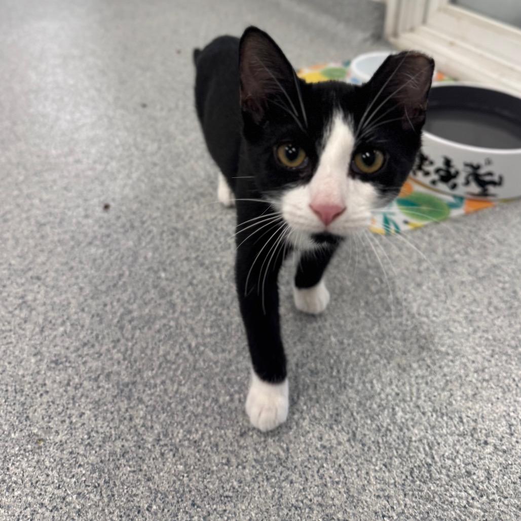 Enlarge Richie, a Adoptable Domestic Short Hair in Wheeling, IL image 5/6