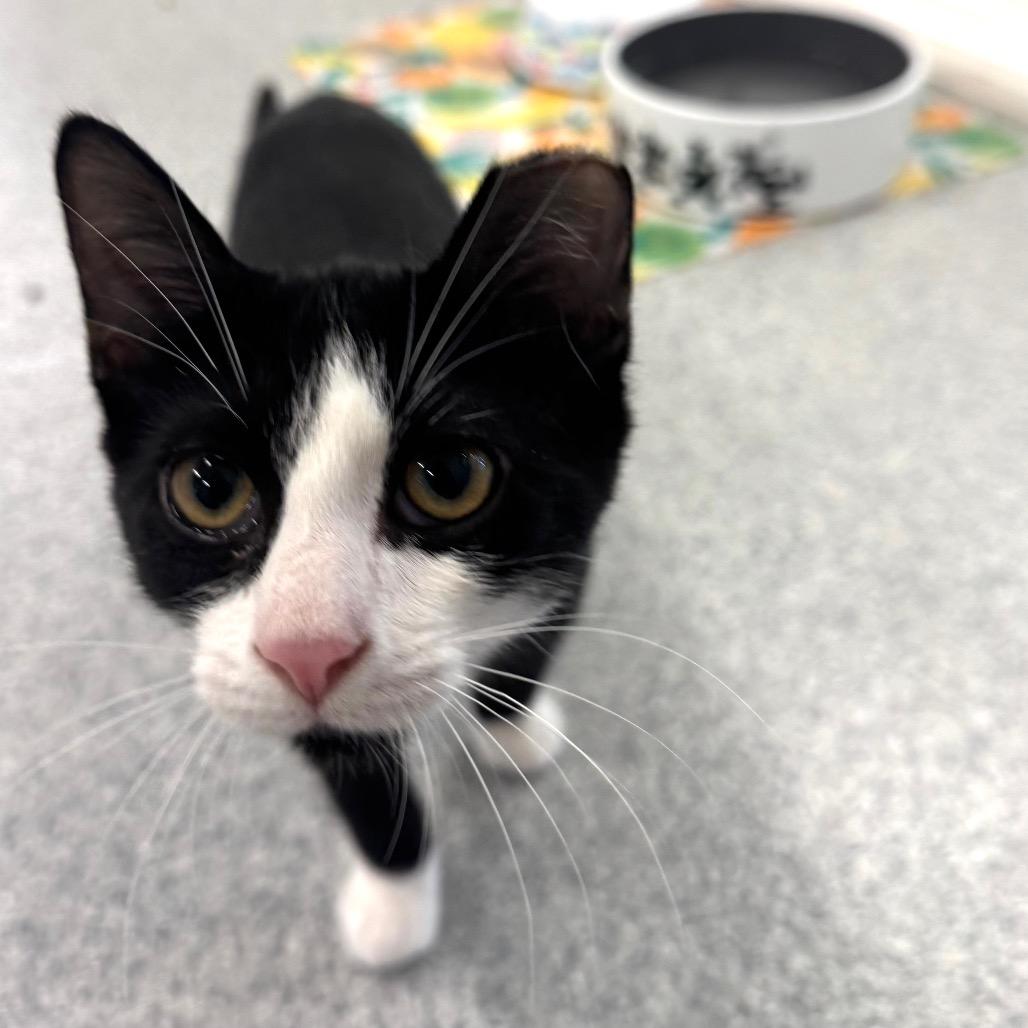 Enlarge Richie, a Adoptable Domestic Short Hair in Wheeling, IL image 6/6