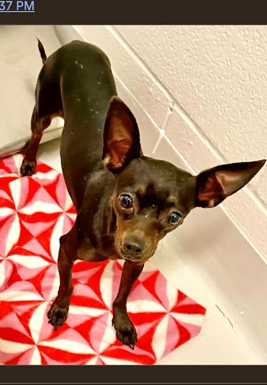 Cotton, ADOPTABLE, Young Female Chihuahua & Italian Greyhound.