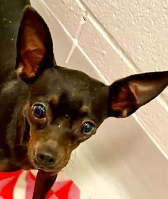 Enlarge Cotton, a ADOPTABLE mixed breed in Boulder, CO image 2/2