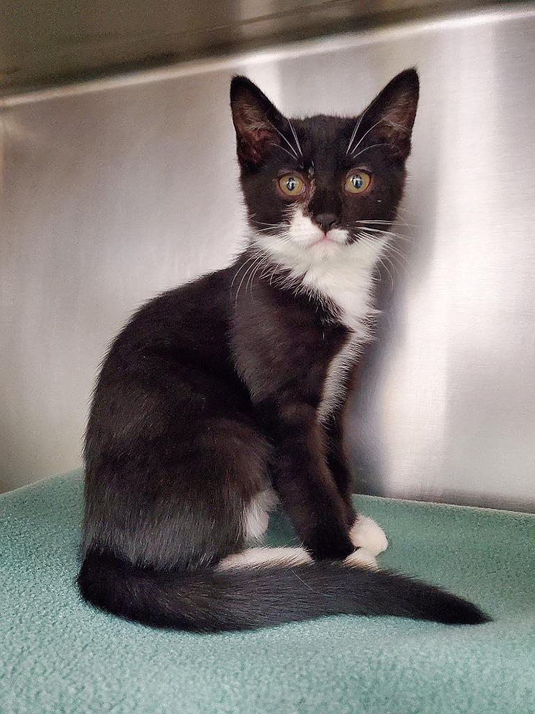 Enlarge Mila, a Adoptable mixed breed in Grants Pass, OR image 2/2