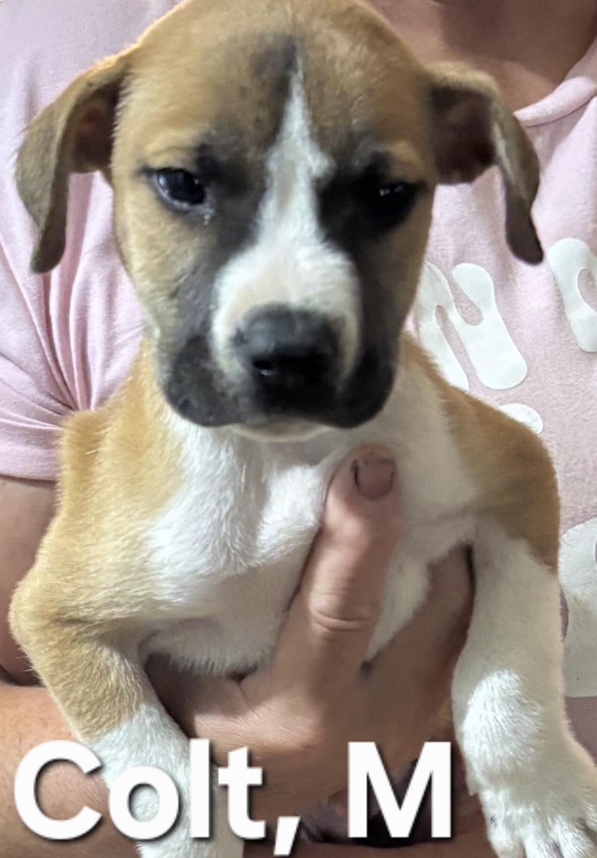 Enlarge Colt, a Adoptable mixed breed in Parma, OH image 1/1