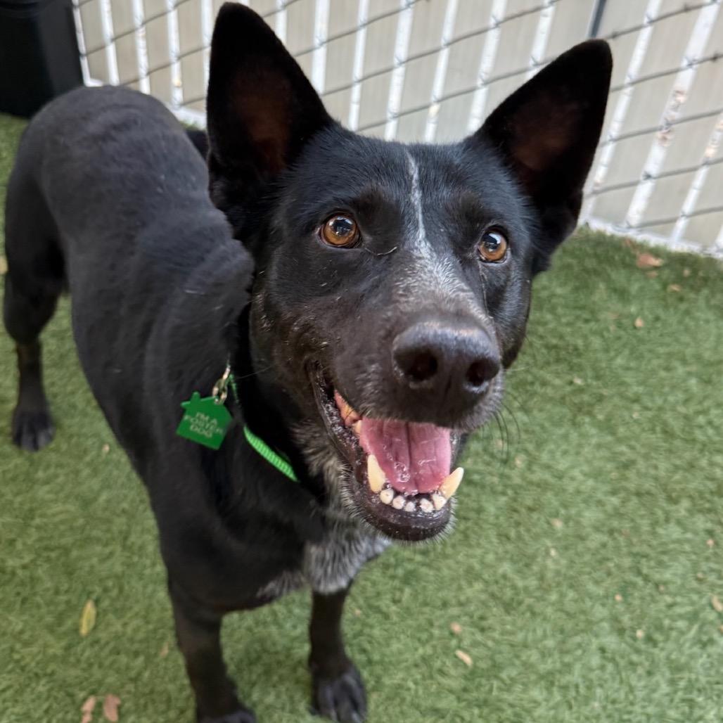 Enlarge Riley, a Adoptable Cattle Dog in San Diego, CA image 1/5