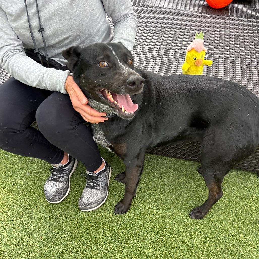 Enlarge Riley, a Adoptable Cattle Dog in San Diego, CA image 2/5