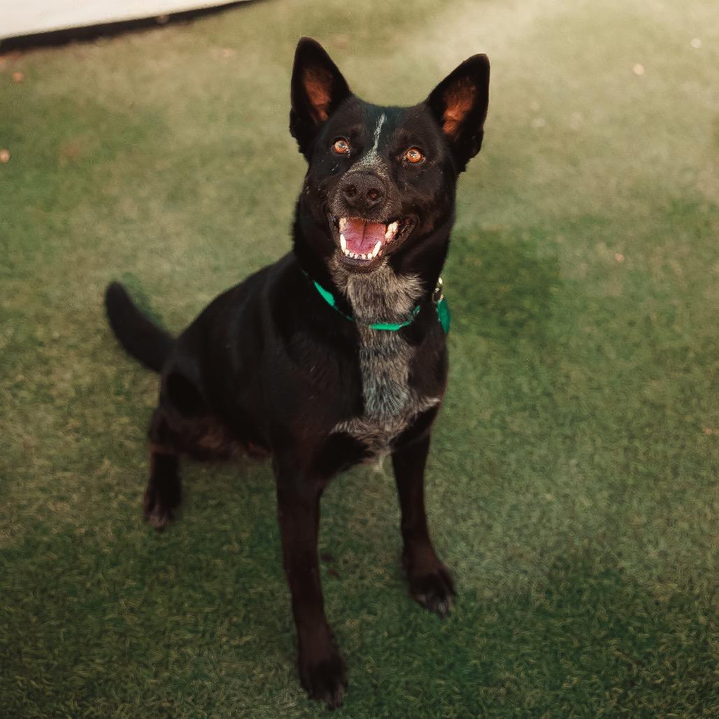 Enlarge Riley, a Adoptable Cattle Dog in San Diego, CA image 4/5