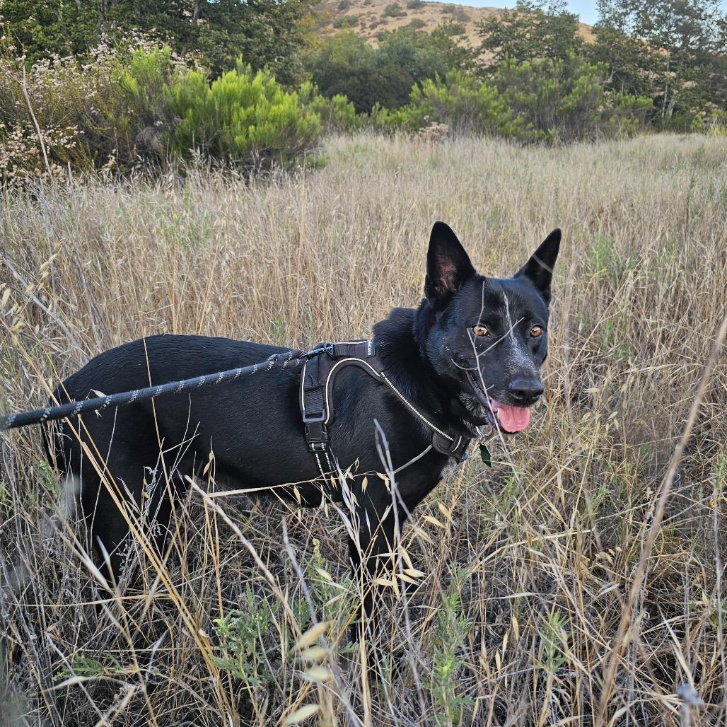Enlarge Riley, a Adoptable Cattle Dog in San Diego, CA image 3/5