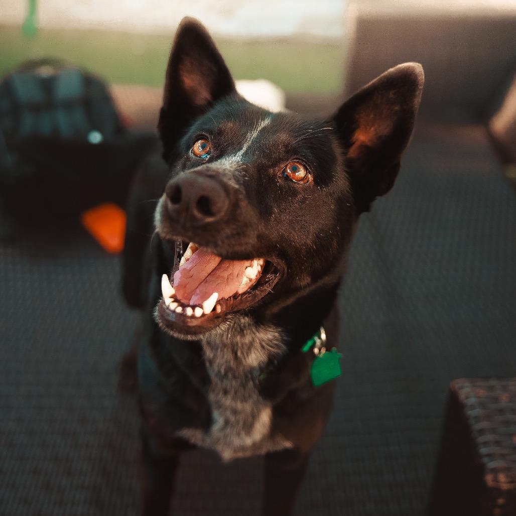 Enlarge Riley, a Adoptable Cattle Dog in San Diego, CA image 4/5