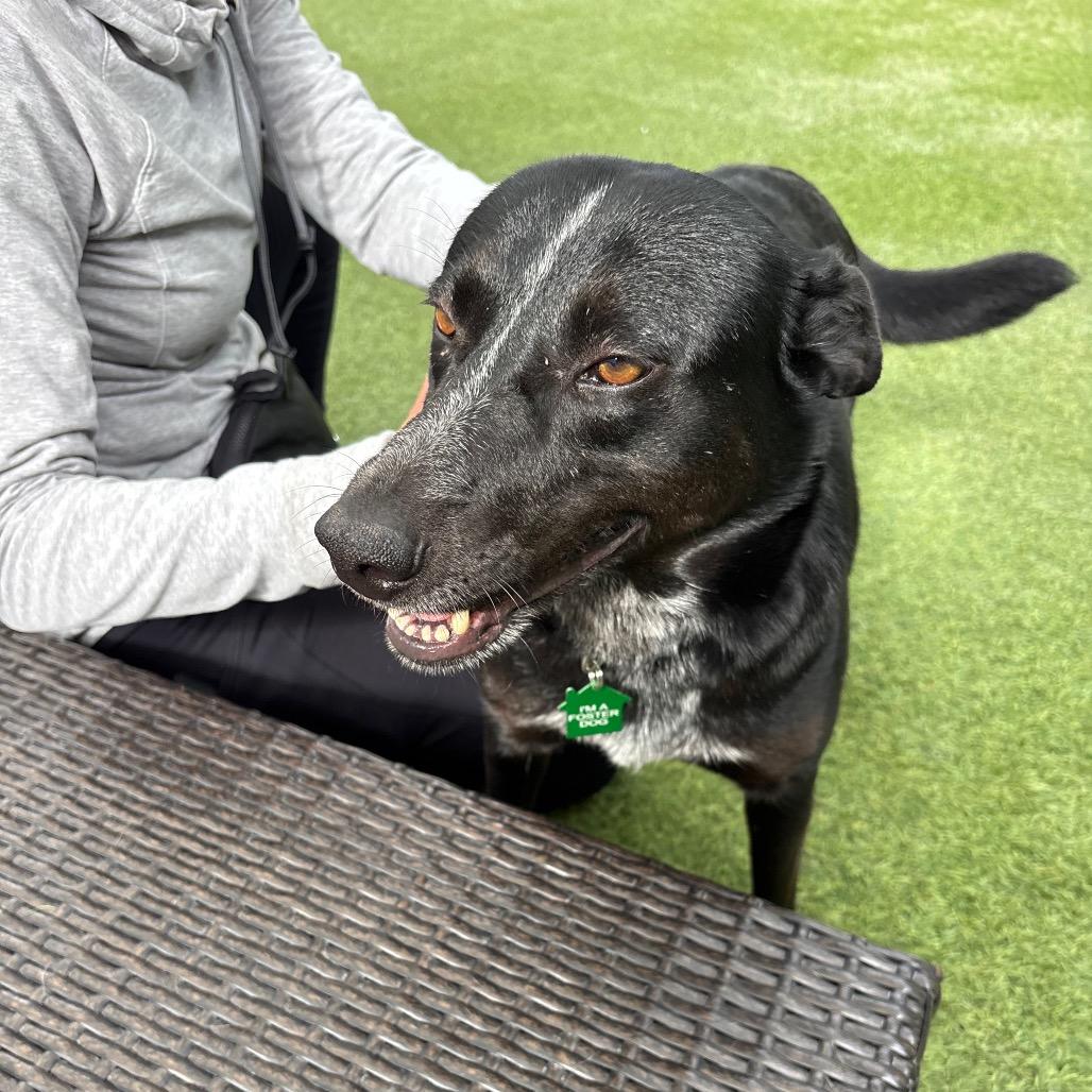Enlarge Riley, a Adoptable Cattle Dog in San Diego, CA image 5/5