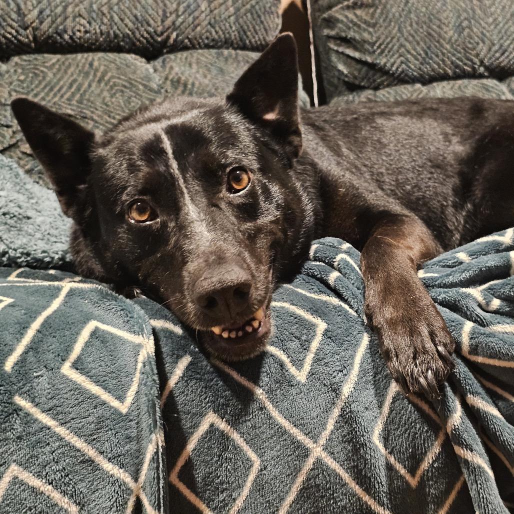 Enlarge Riley, a Adoptable Cattle Dog in San Diego, CA image 5/5