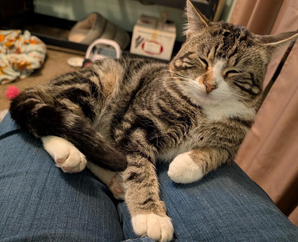 Enlarge Apollo, a Adoptable mixed breed in Lincoln, NE image 1/5