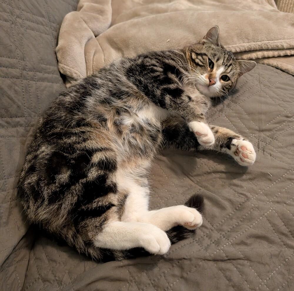 Enlarge Apollo, a Adoptable mixed breed in Lincoln, NE image 2/5