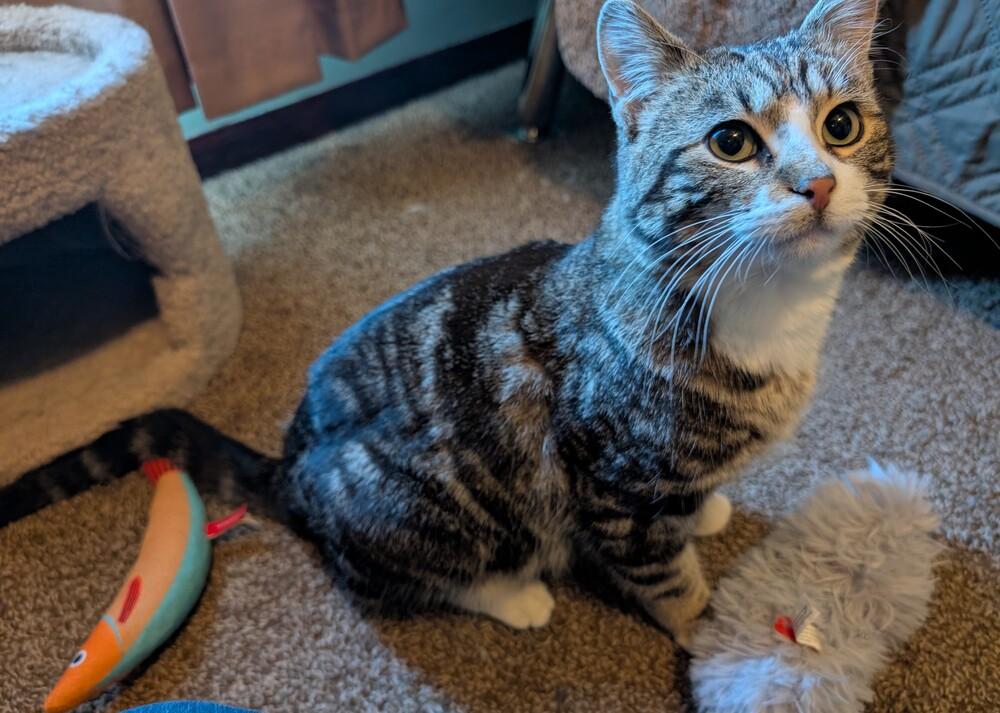 Enlarge Apollo, a Adoptable mixed breed in Lincoln, NE image 4/5