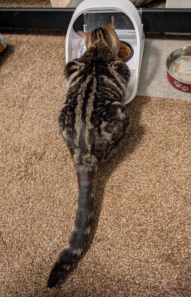 Enlarge Apollo, a Adoptable mixed breed in Lincoln, NE image 5/5