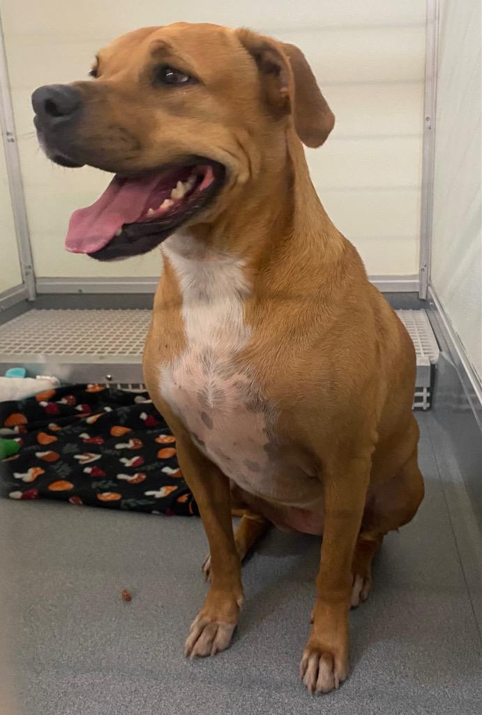 Betty, Adoptable, Adult Female Boxer.