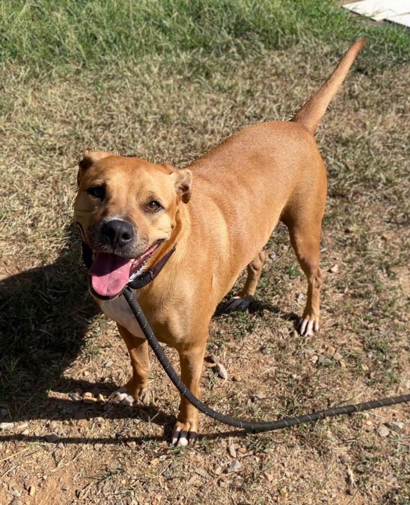 Enlarge Betty, a Adoptable Boxer in Bryant, AR image 2/6