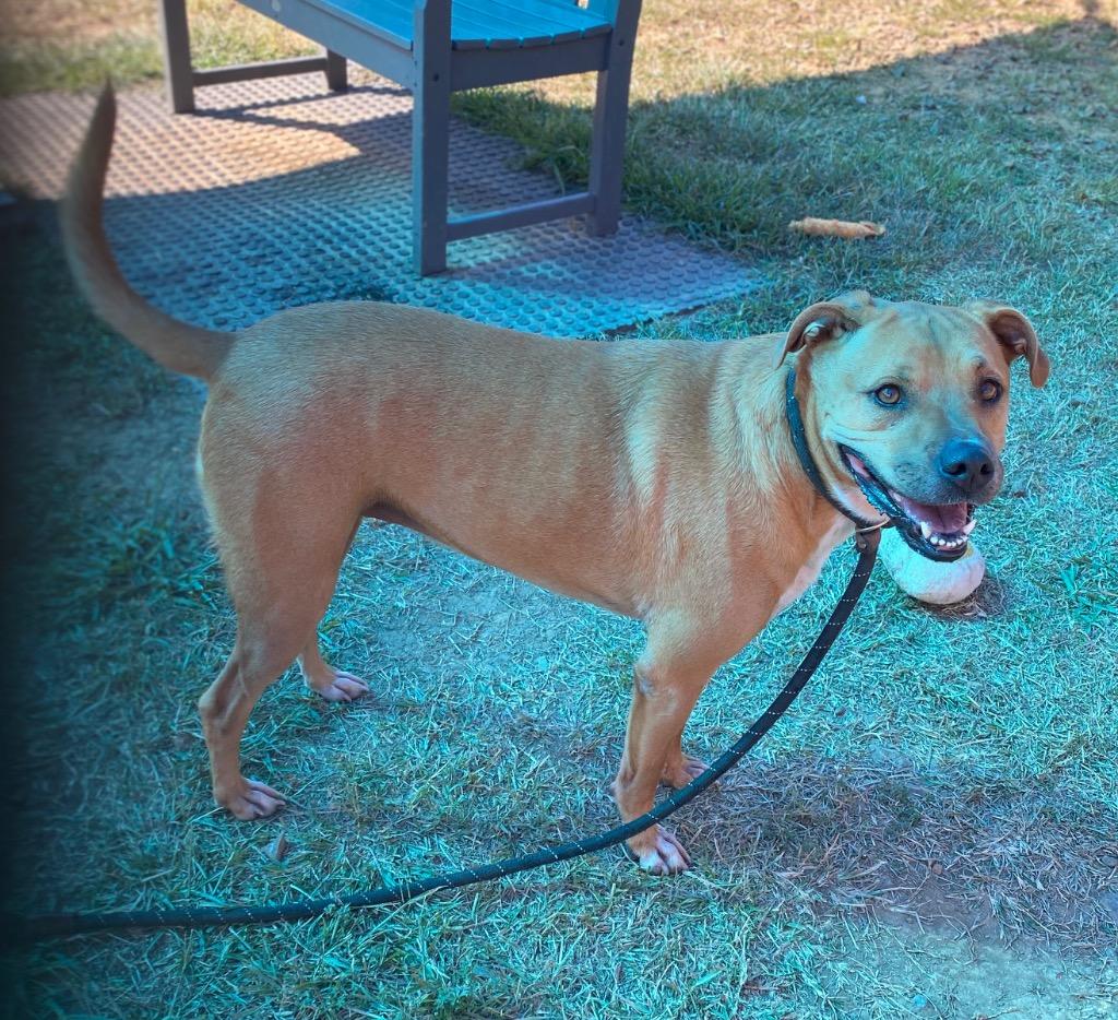 Enlarge Betty, a Adoptable Boxer in Bryant, AR image 3/6
