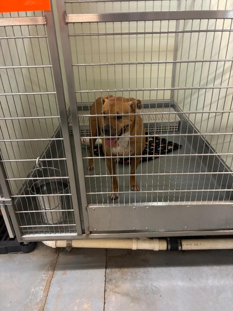Enlarge Betty, a Adoptable Boxer in Bryant, AR image 4/6