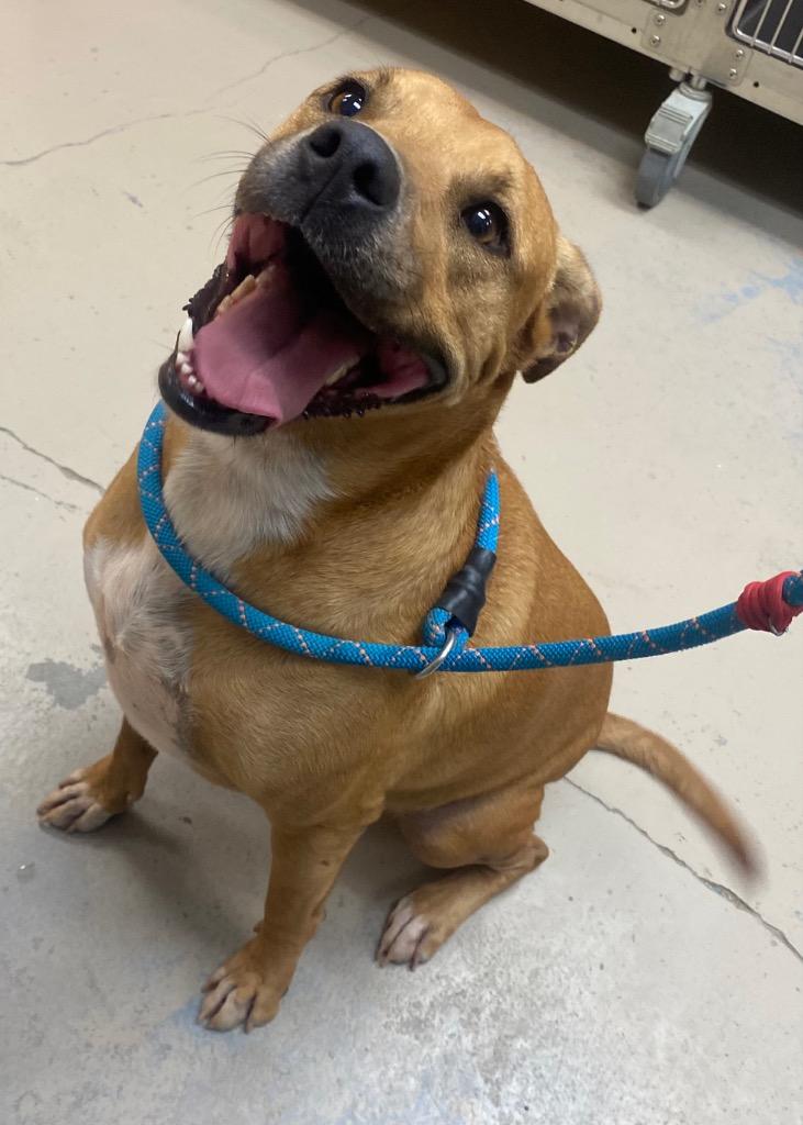 Enlarge Betty, a Adoptable Boxer in Bryant, AR image 5/6