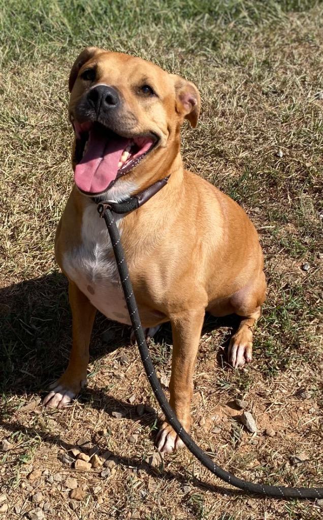 Enlarge Betty, a Adoptable Boxer in Bryant, AR image 6/6