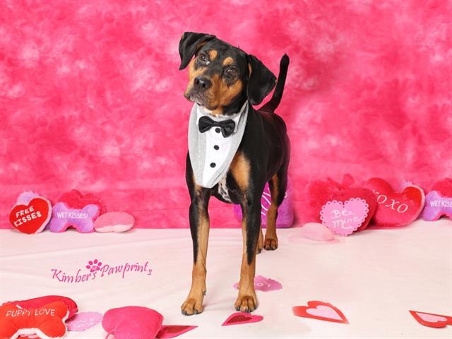 Enlarge KAIRO, a Adoptable mixed breed in Omaha, NE image 1/1
