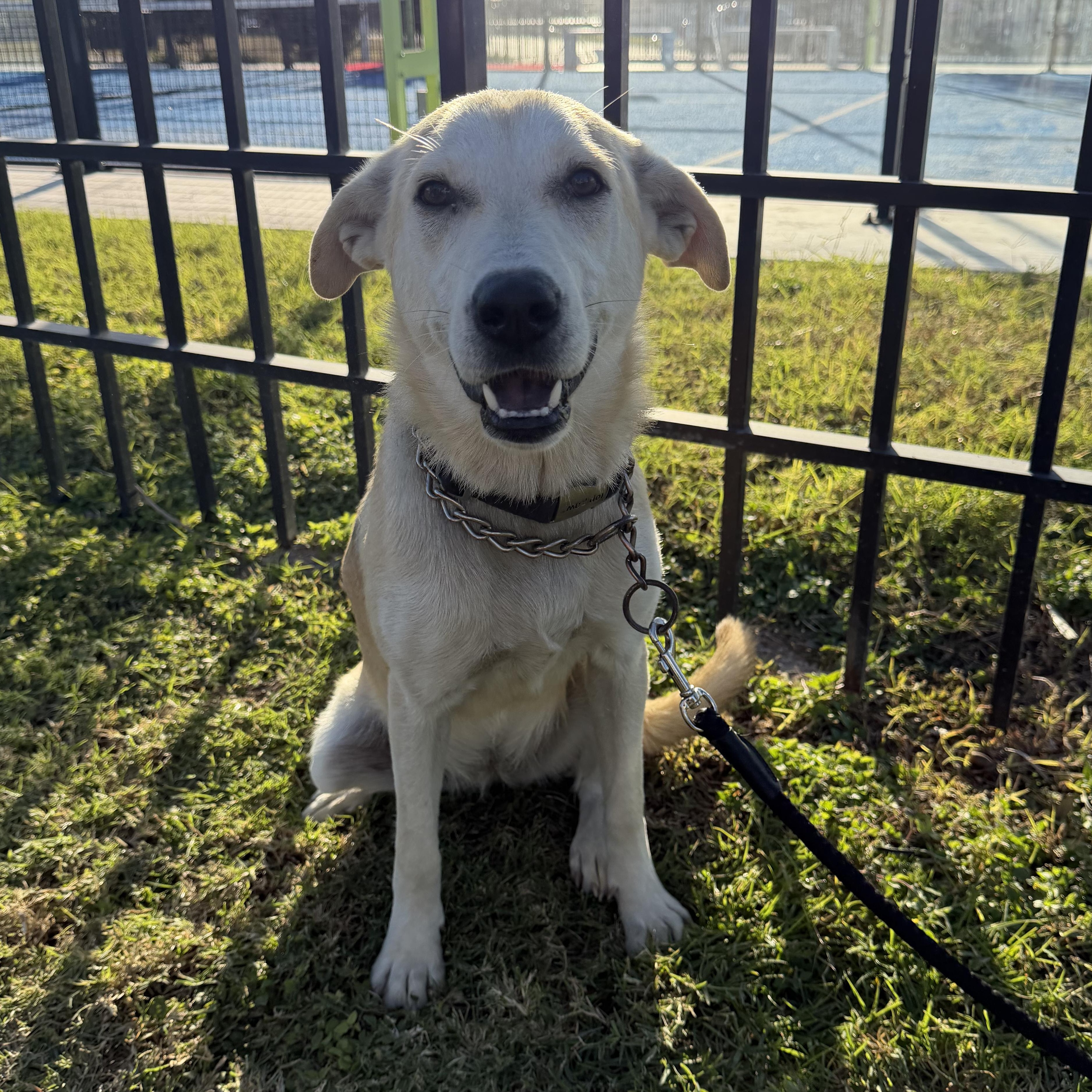 Drizzle — thumbnail 2