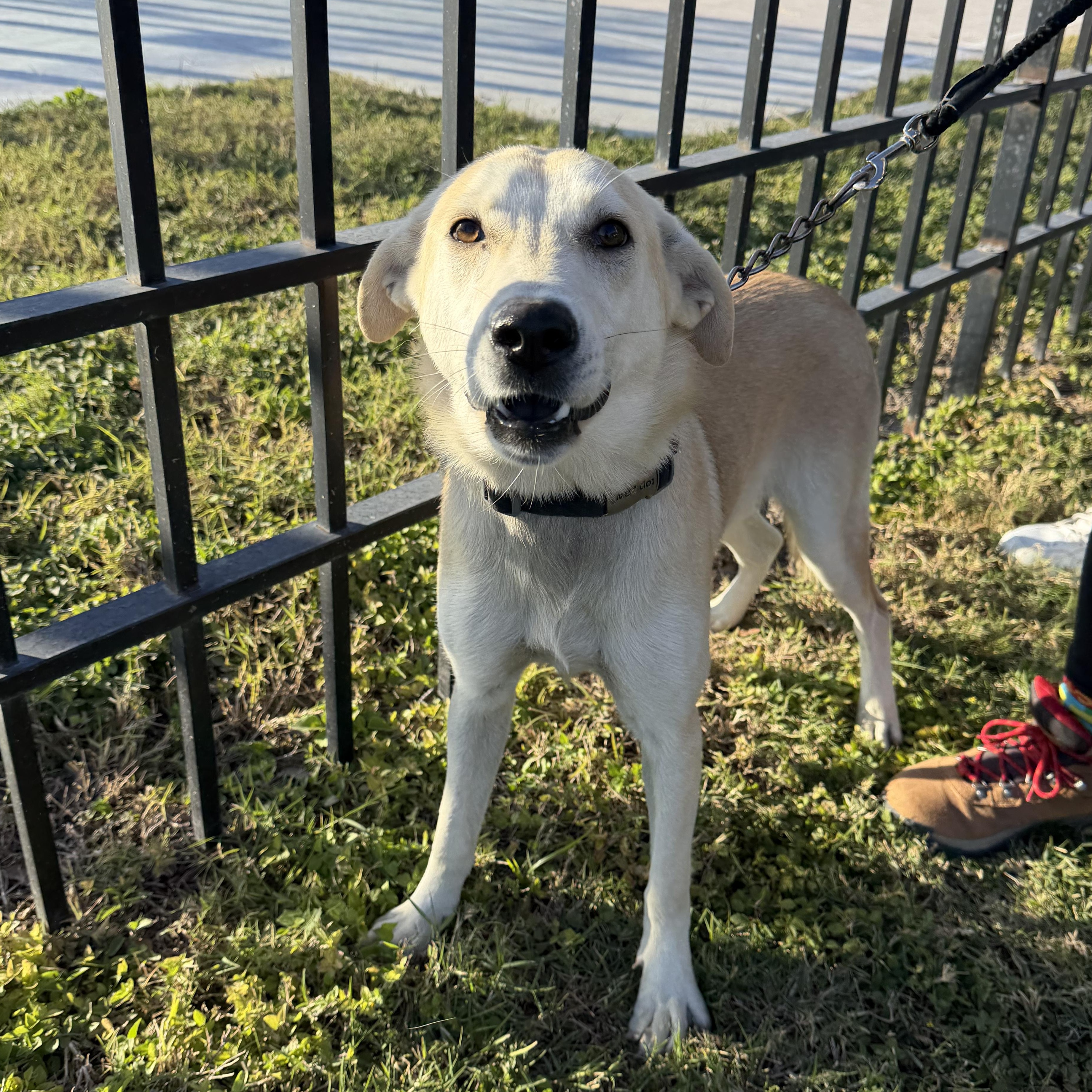 Drizzle — thumbnail 3