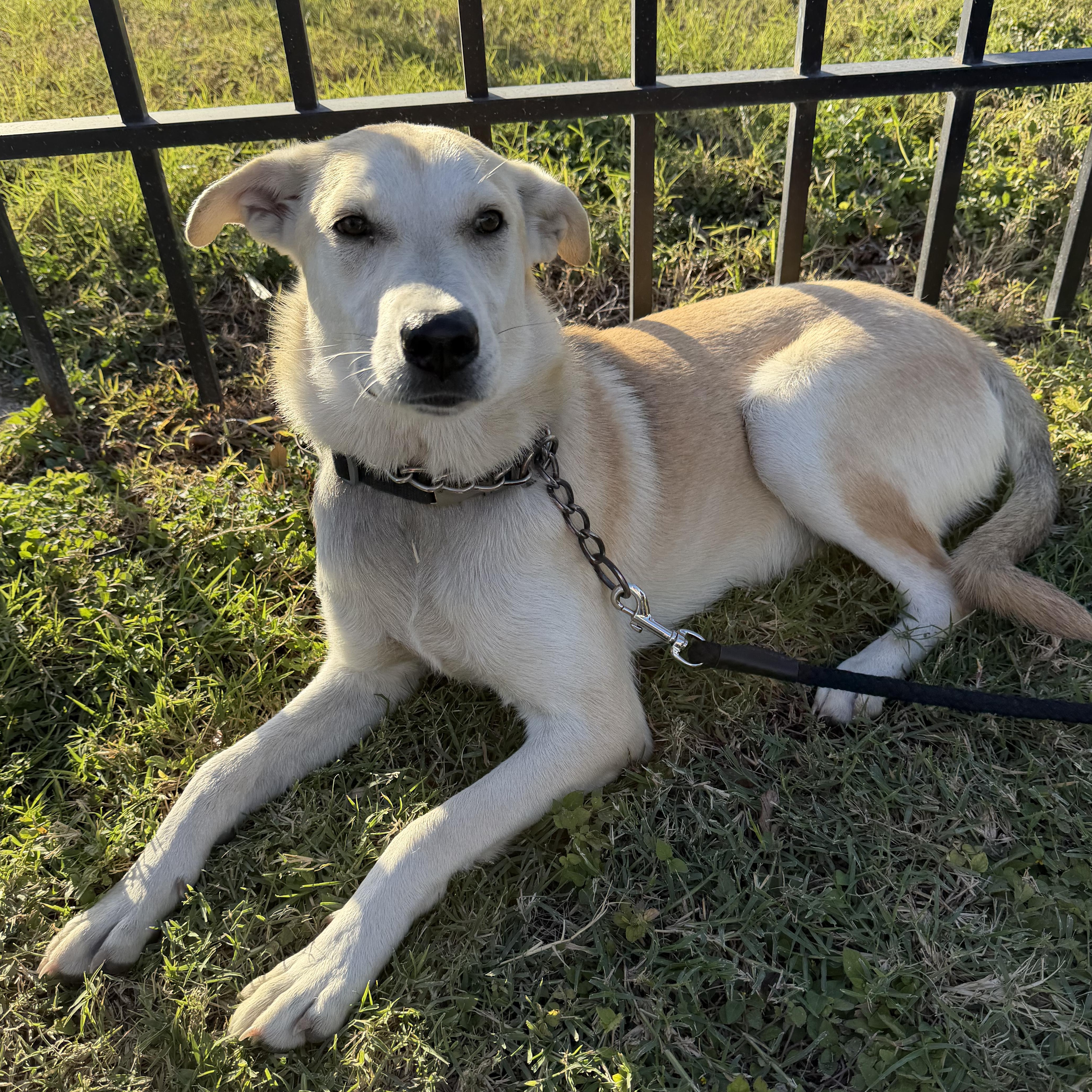 Drizzle — thumbnail 4