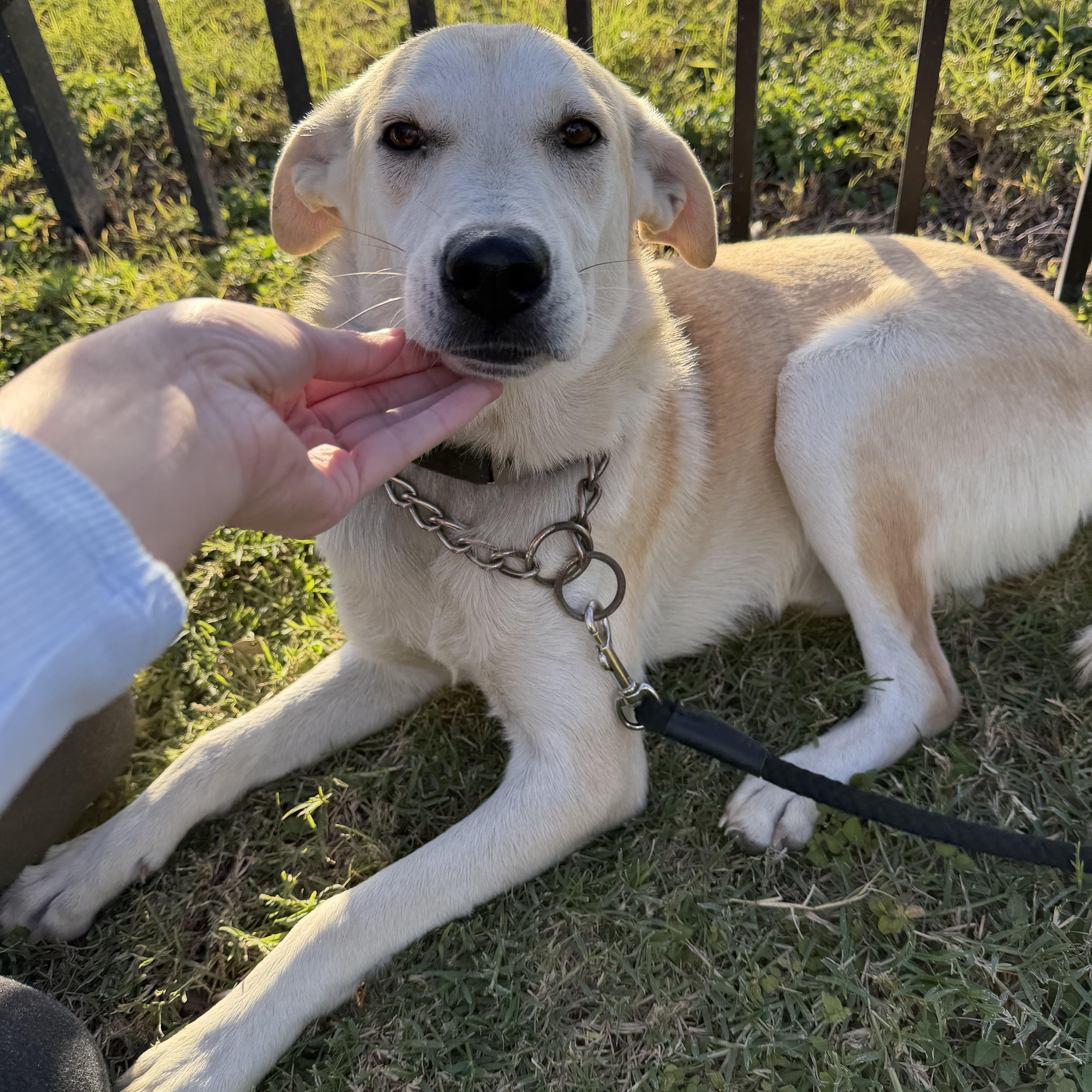 Drizzle — thumbnail 5