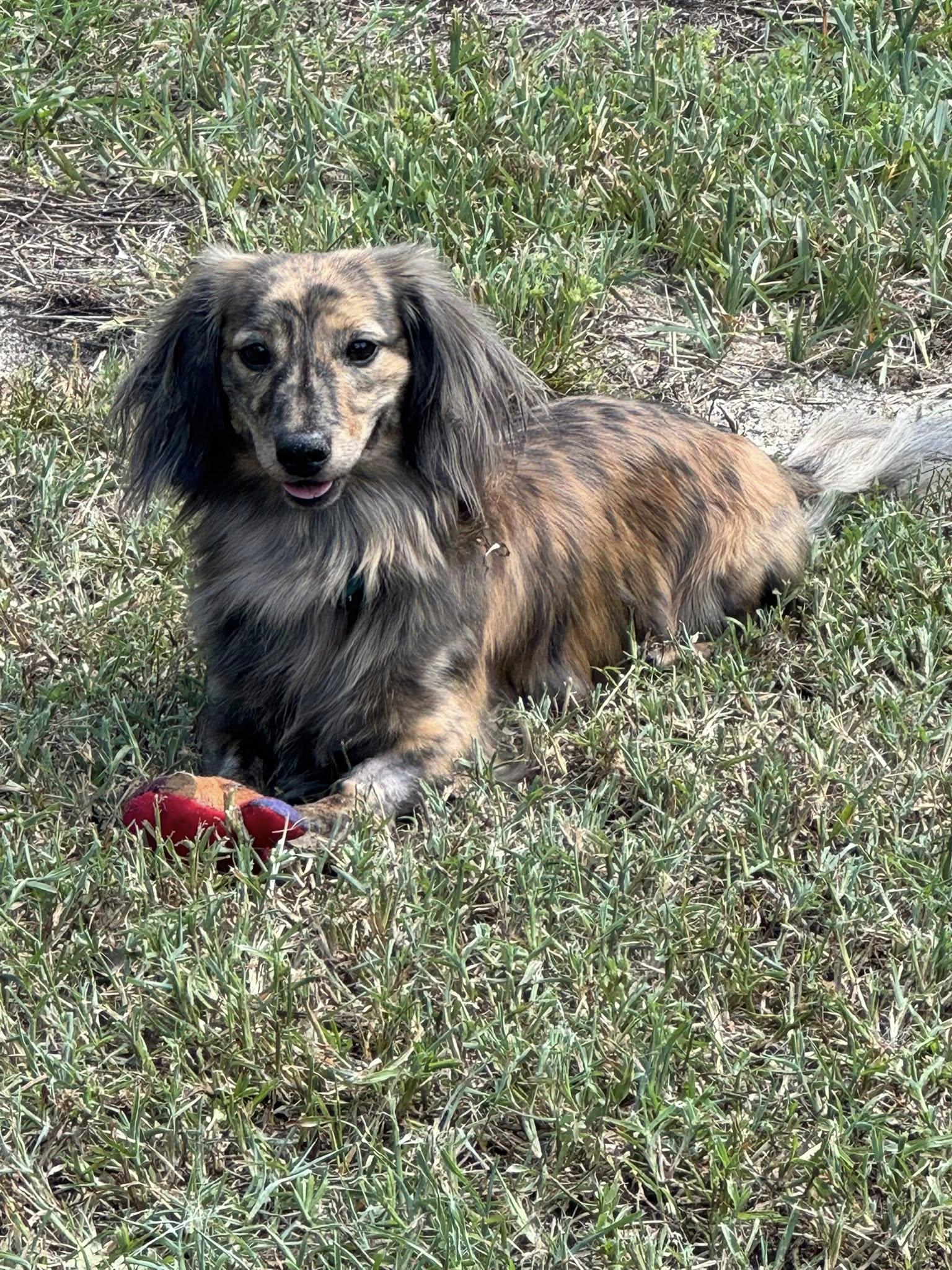 Demi, Adopted, Young Male Dachshund.