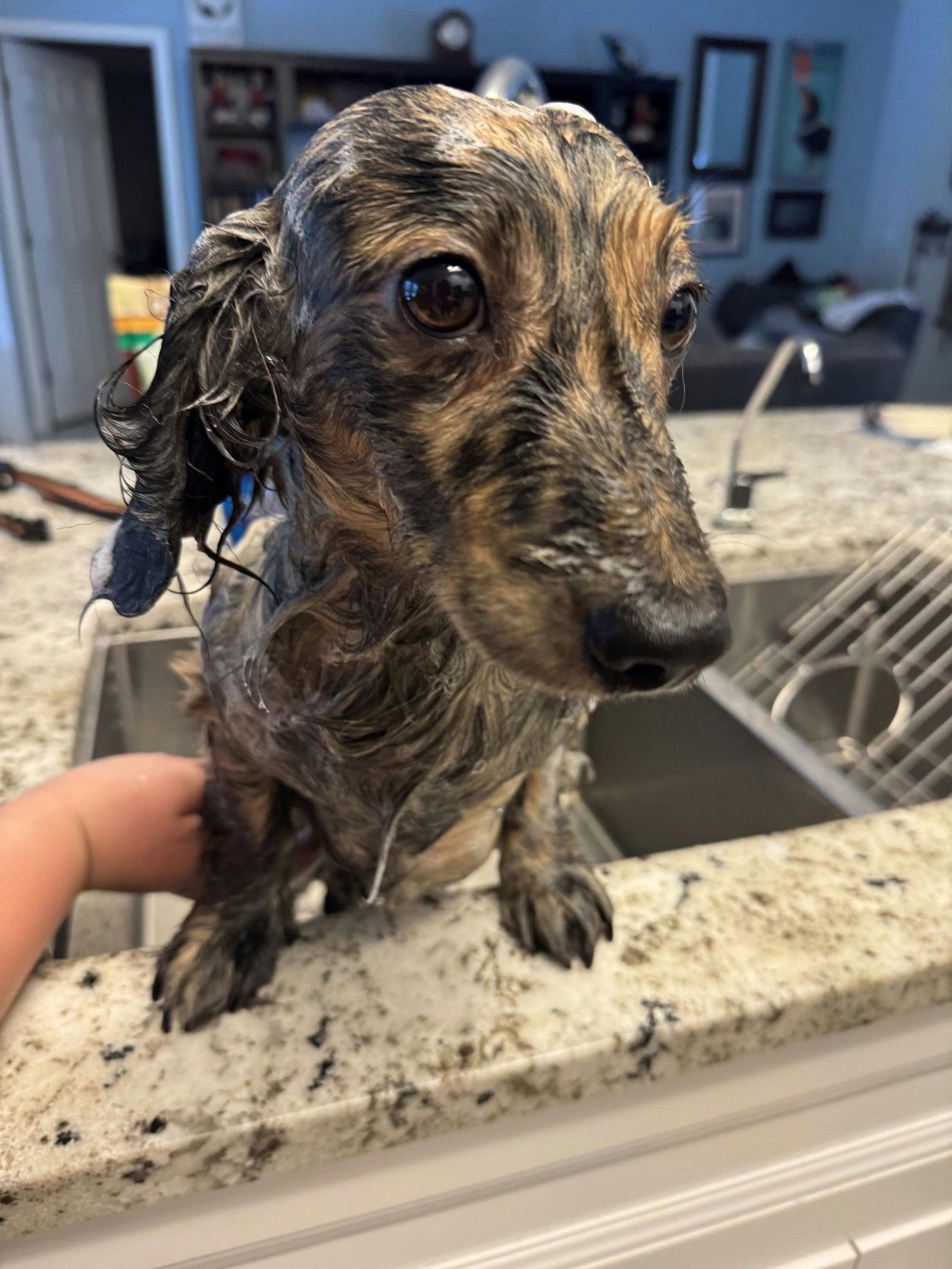 Enlarge Demi, a Adopted Dachshund in Jacksonville, FL image 2/2