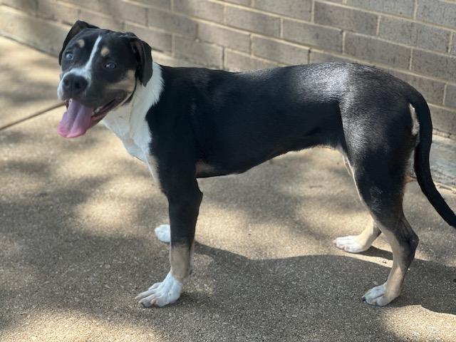 Kora, a Adoptable Pit Bull Terrier in Bedford, TX image 1/2
