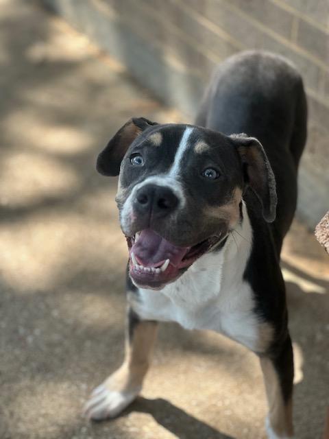 Kora, a Adoptable Pit Bull Terrier in Bedford, TX image 2/2