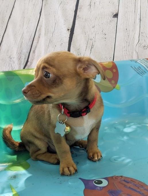 Piper, Adopted, Adult Female Chihuahua.
