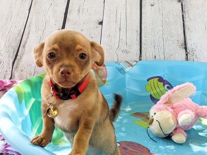 Piper, a Adopted mixed breed in Bakersfield, CA image 2/3