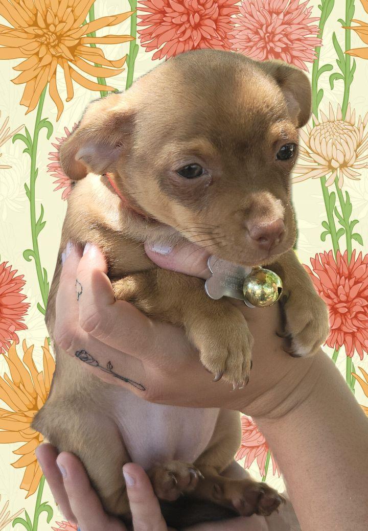 Piper, a Adopted mixed breed in Bakersfield, CA image 3/3