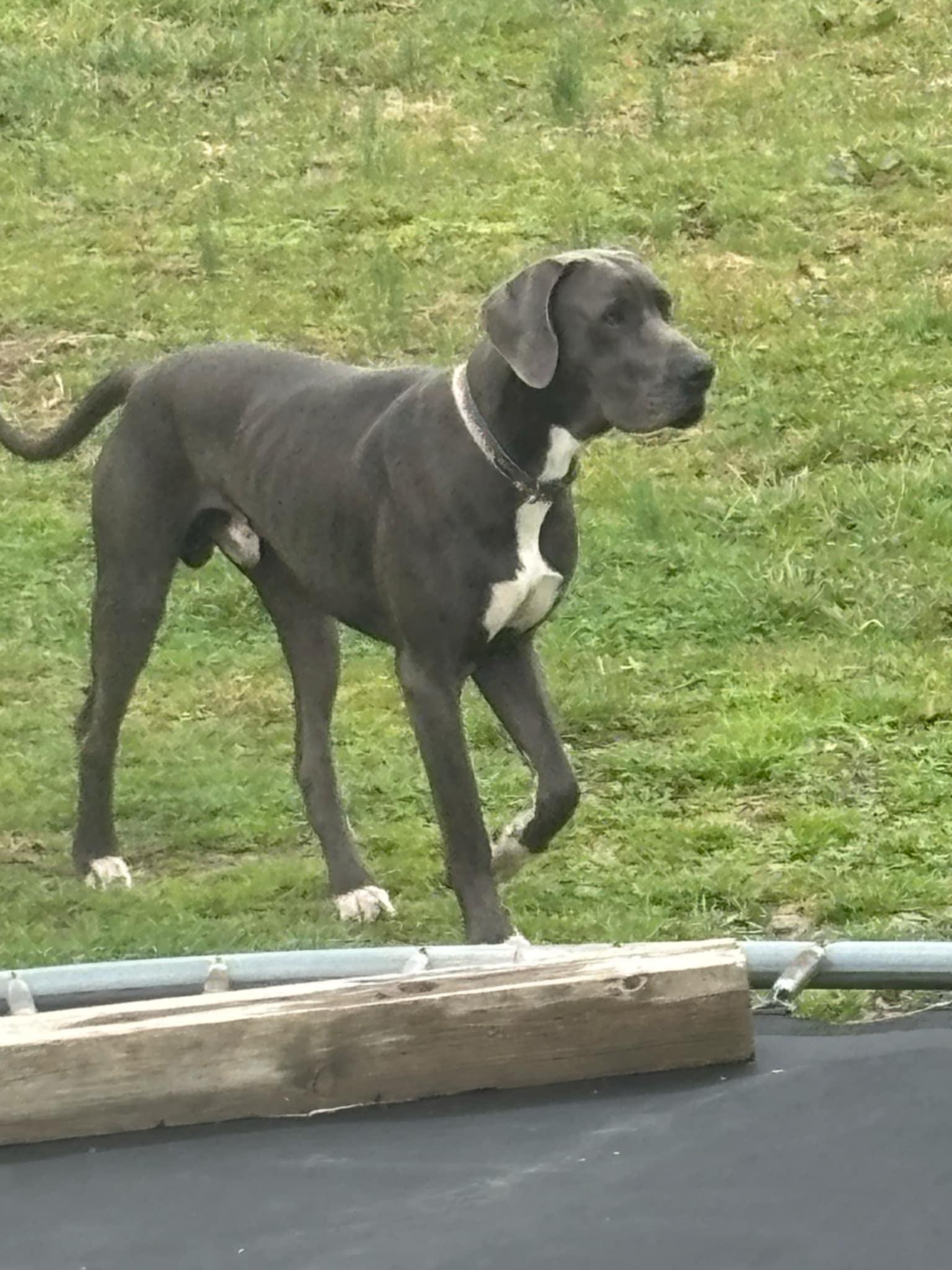 Purty, a Adoptable Great Dane in Campton, KY image 1/5