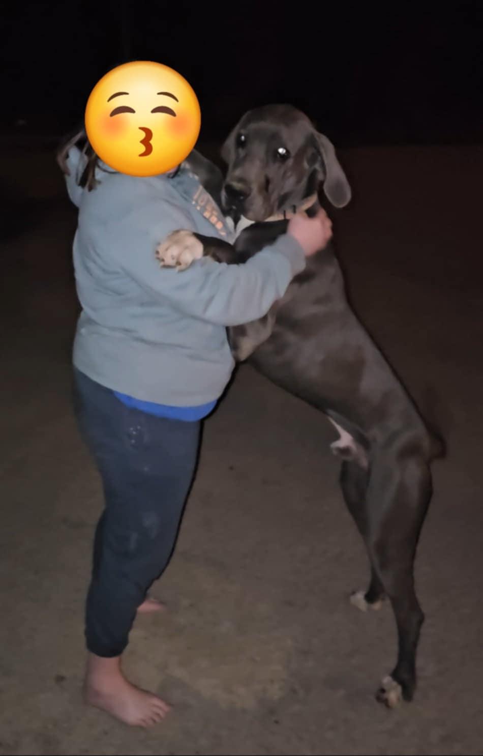 Purty, a Adoptable Great Dane in Campton, KY image 2/5