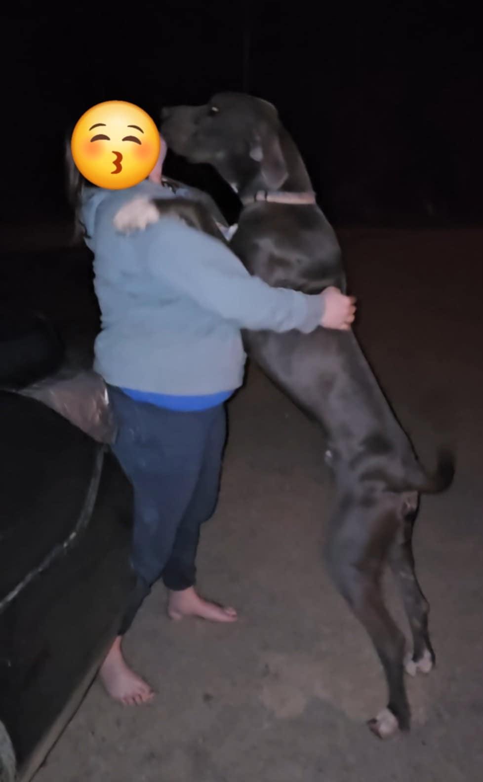 Purty, a Adoptable Great Dane in Campton, KY image 3/5